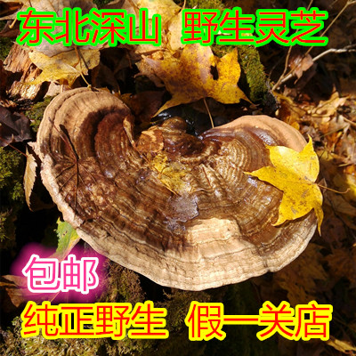 东北野生平盖灵芝新品整枝灵芝正品树舌灵芝野生灵芝片包邮老牛干|msdalam kategori makanan berkhasiat tradisional, Ganoderma, Pemangkasan Ganoderma lucidum - dari Buy2taobao.com untuk memberikan perkhidmatan ejen Taobao profesional membeli