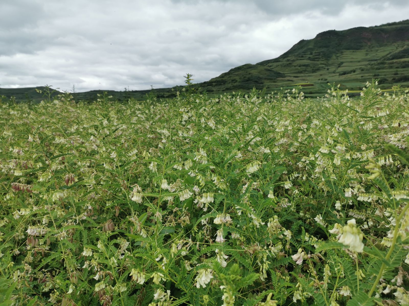 直播间现取黄芪蜂蜜药材蜜500g拍二送一在类目 传统滋补营养品, 蜂蜜中 - 来自Buy2taobao.com提供专业的淘宝代购服务