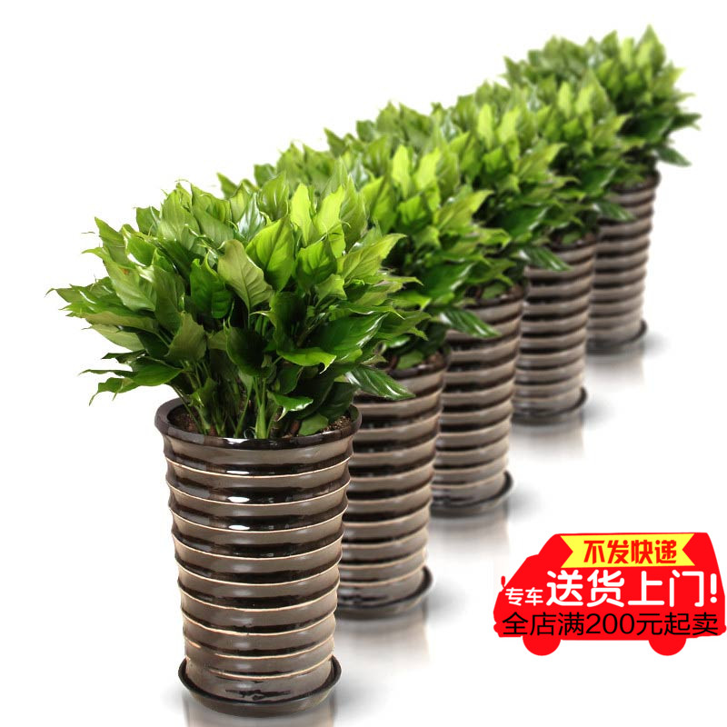 【花缘花艺】客厅盆栽花卉绿植 万年青 超强吸甲醛 只送无锡同城在类目 鲜花速递/花卉仿真/绿植园艺, 花卉/绿植盆栽(新), 绿植中 - 来自Buy2taobao.com提供专业的淘宝代购服务