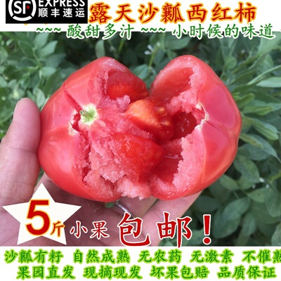 攀枝花露天自然熟沙瓤有籽西红柿大番茄孕妇新鲜水果5斤小果包邮