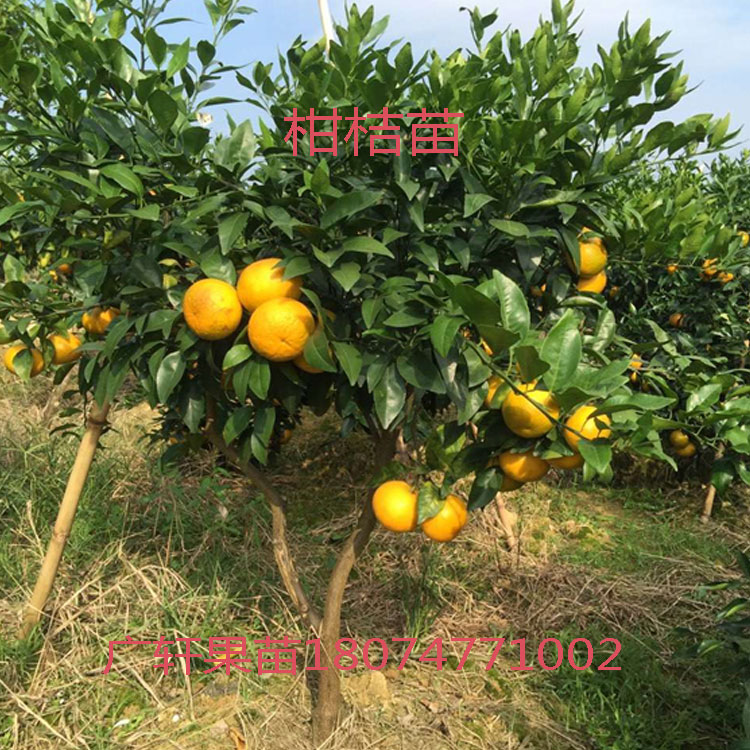 正宗无核沙糖桔嫁接果树苗皇帝柑苗柑桔苗沃柑苗红江橙脐橙冰糖橙|ruв категории доставка цветов/цветок моделирования/растения садоводства, садовое растение/даосское дерево/фруктовых деревьев, фруктовых деревьев - от Buy2taobao.com для оказания профессиональной услуги покупки агента Taobao