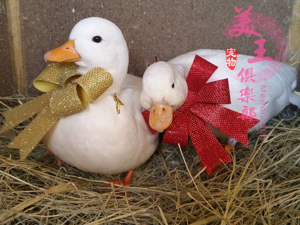 寵物鴨活體 寵物鴨種蛋 call duck 網紅鴨 可達鴨 叫鴨 鴨子 萌寵在類目 寵物/寵物食品及用品, 鳥類及用品, 鳥中 - 來自Buy2taobao.com提供專業的淘寶代購服務