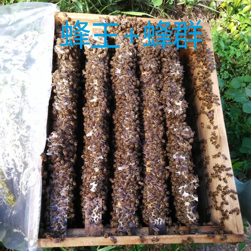 活体中蜂带王蜂群阿坝产卵王群红环仓王笼蜂群双色土蜂中华蜜蜂种在类目 宠物/宠物食品及用品, 其它宠物, 其它宠物中 - 来自Buy2taobao.com提供专业的淘宝代购服务