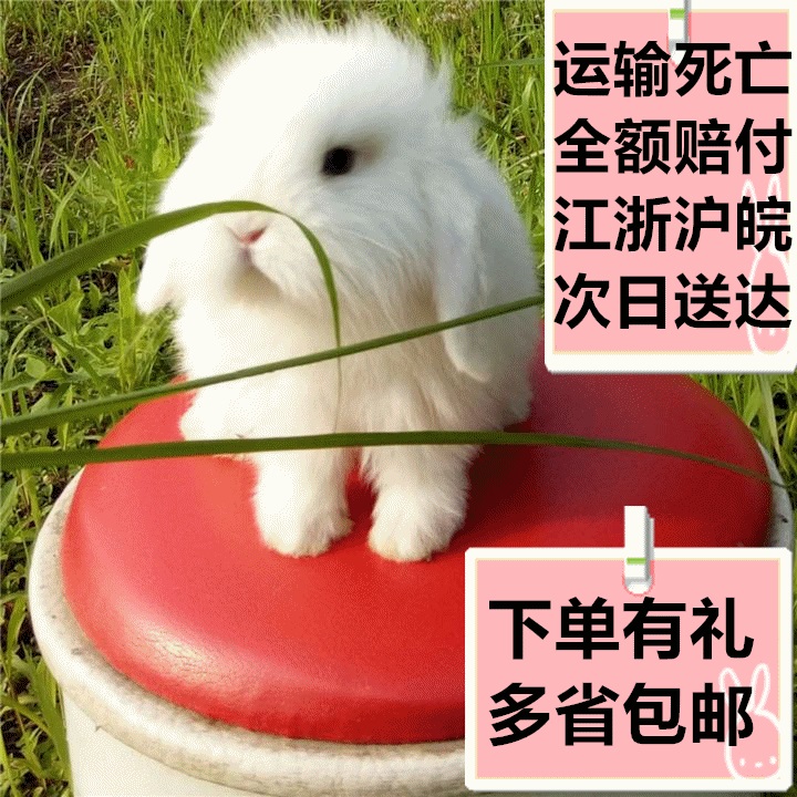 荷兰垂耳兔 纯种宠物兔活体 小兔子折耳兔朋友生日礼物YEIfAtZKxR|ruв категории животное/Животное питание и принадлежностей, зайцеобразные и принадлежностей, кролик - от Buy2taobao.com для оказания профессиональной услуги покупки агента Taobao