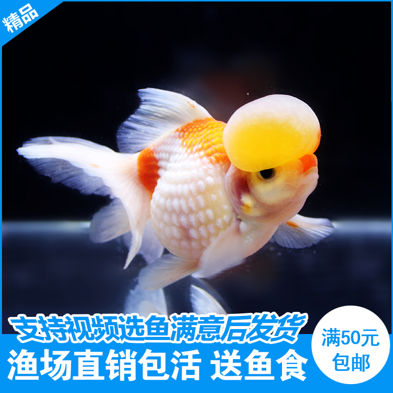 我爱小康家庭繁殖日本红色狮子头金鱼冷水鱼淡