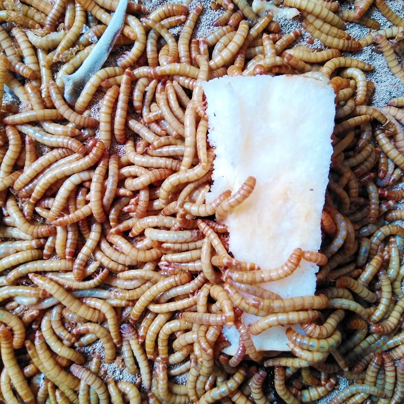 Live mealworms Tenebrio molitor live insects Fresh insect species Arowana Tortoise Hamsters Pets living thing feedin the Pet/Pet food and supplies , Reptile/Insects and supplies Ming , Reptile/Ming insect food category - from Buy2taobao.com to provide professional Taobao agent buy service