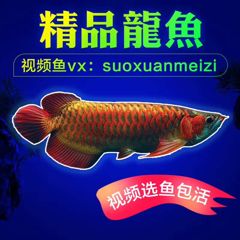 精品金龙鱼活体银龙印尼红龙鱼中型大型淡水观赏鱼精品发色风水鱼在类目 宠物/宠物食品及用品, 水族世界, 鱼中 - 来自Buy2taobao.com提供专业的淘宝代购服务
