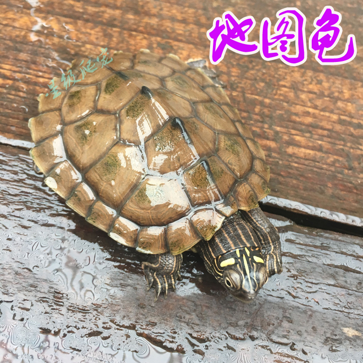 Graptemys Mississippi 6-12CM Hatchlings living thing Tortoise Sham Watch Healthyin the Pet/Pet food and supplies , Aqua World , Turtle/Turtle category - from Buy2taobao.com to provide professional Taobao agent buy service