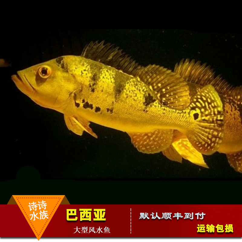 喷金虫纹巴西亚鱼帝王皇冠三间申古谷蓝帆三间鱼金老虎观赏鱼活体|msdalam kategori haiwan peliharaan/makanan haiwan dan bekalan, Aquarium World, ikan - dari Buy2taobao.com untuk memberikan perkhidmatan ejen Taobao profesional membeli
