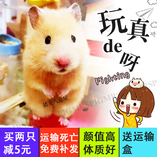 宠物巨型幼年成年稀有仓鼠熊仔活体宝宝金丝熊眼圈虎纹米熊牛奶熊在类目 宠物/宠物食品及用品, 仓鼠类及其它小宠, 仓鼠中 - 来自Buy2taobao.com提供专业的淘宝代购服务