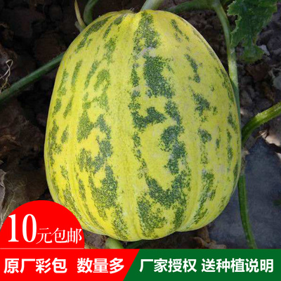 特大八里香甜瓜香瓜种子 糖度14度超甜面瓜 家庭小院家庭种植