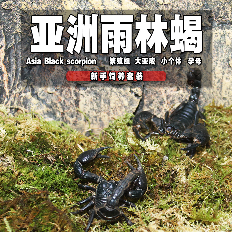 成体雨林蝎14-16cm巨型宠物蝎子活体繁殖组送饲养套餐包风险包活|ruв категории животное/Животное питание и принадлежностей, аквариум мира, черепаха/черепаха - от Buy2taobao.com для оказания профессиональной услуги покупки агента Taobao