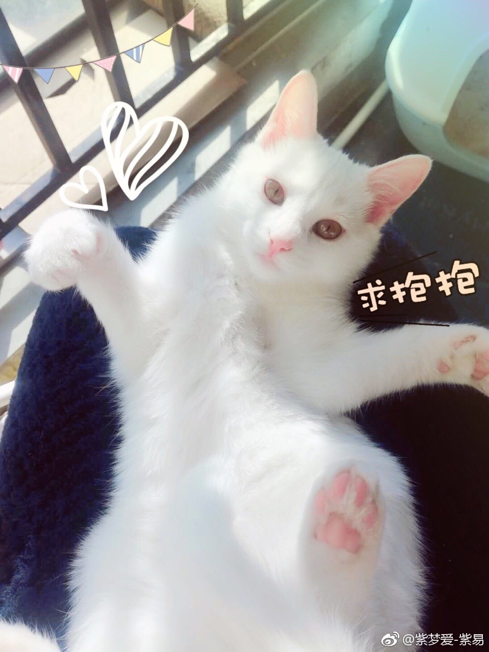 【紫易】萬能壹元拍~~~~~在類目 模玩/動漫/周邊/cos/桌遊, Cosplay服飾/道具/服務, COSPLAY配件/道具/人偶服中 - 來自Buy2taobao.com提供專業的淘寶代購服務