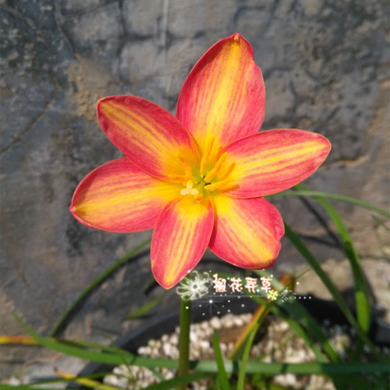 搬花弄草 活力四射Zephyranthes Vitality新品杂交复色风雨兰种球|msdalam kategori penghantaran bunga/bunga simulasi/tumbuhan berkebun, bunga/Buah-buahan dan sayur-sayuran/benih rumput (baru), mentol - dari Buy2taobao.com untuk memberikan perkhidmatan ejen Taobao profesional membeli