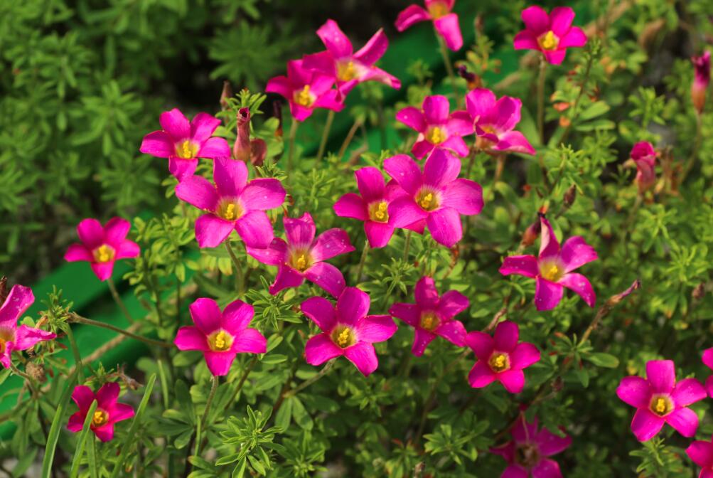 现货 oxalis hirta silk丝绸长发花瓣有光泽秋植酢浆草种球2个|ruв категории доставка цветов/цветок моделирования/растения садоводства, цветок/овощи и фрукты/газон семян (новая), мяч - от Buy2taobao.com для оказания профессиональной услуги покупки агента Taobao