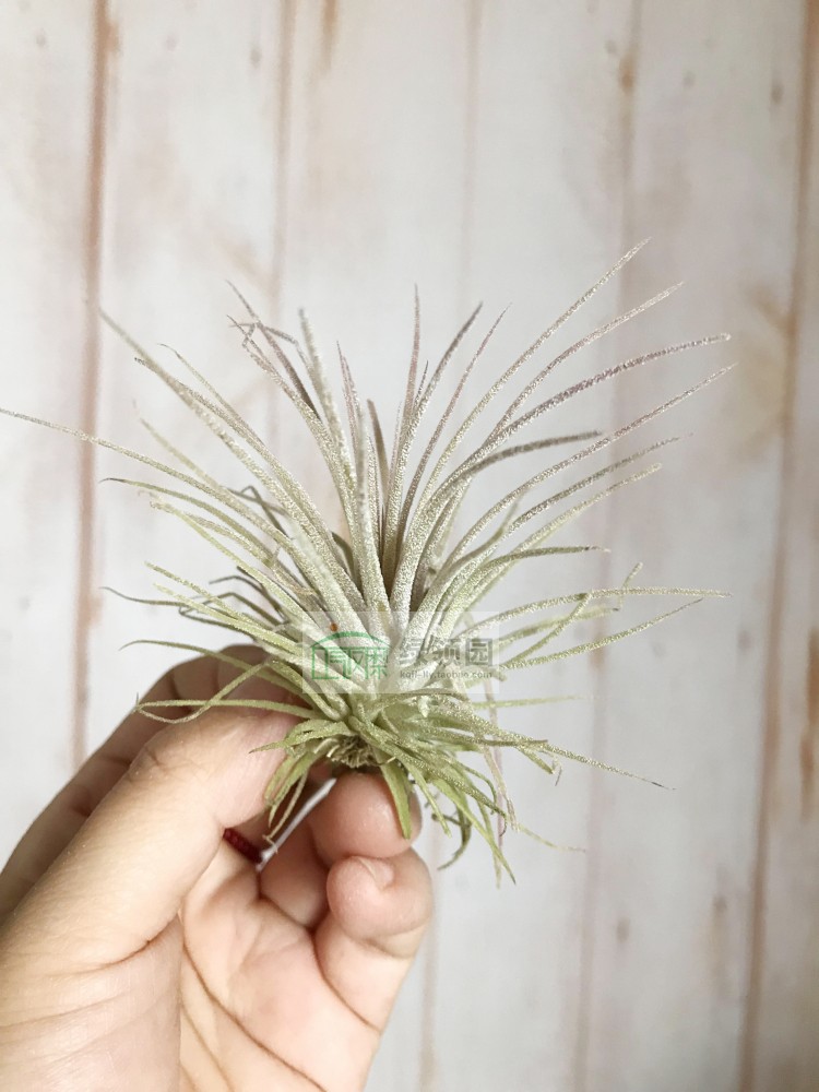 空氣鳳梨 Tillandsia ionantha Predator '獵食者'精靈 實生在類目 鮮花速遞/花卉仿真/綠植園藝, 花卉/綠植盆栽(新), 花卉中 - 來自Buy2taobao.com提供專業的淘寶代購服務