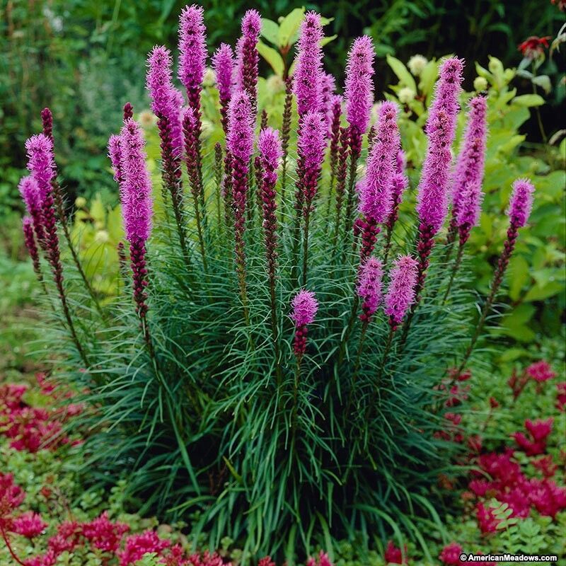 蛇鞭菊种球花卉青莲居多年生宿根植物花园庭院阳台盆栽球根6球/组|ruв категории доставка цветов/цветок моделирования/растения садоводства, цветок/овощи и фрукты/газон семян (новая), мяч - от Buy2taobao.com для оказания профессиональной услуги покупки агента Taobao