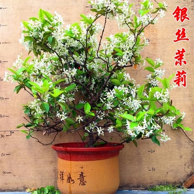 风车茉莉爬藤植物大苗意大利络石藤攀爬四季银丝茉莉花盆栽芳香