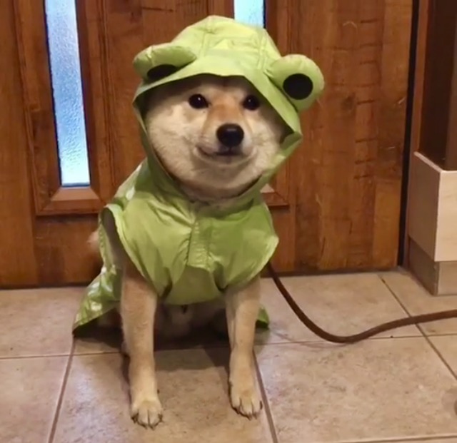 小春网红小青蛙雨衣柴犬雨衣宠物狗雨衣柯基防水收纳宠物衣服包邮在类目 宠物/宠物食品及用品, 宠物服饰及配件, 宠物服装/雨衣中 - 来自Buy2taobao.com提供专业的淘宝代购服务