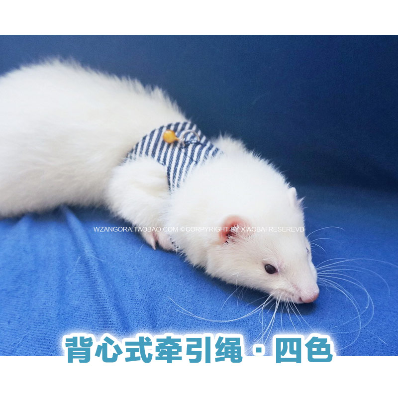 *斜条纹背心牵引绳*安哥鲁宠物貂安格鲁雪貂衣服马雪儿小龙貂包邮在类目 宠物/宠物食品及用品, 宠物服饰及配件, 宠物服装/雨衣中 - 来自Buy2taobao.com提供专业的淘宝代购服务