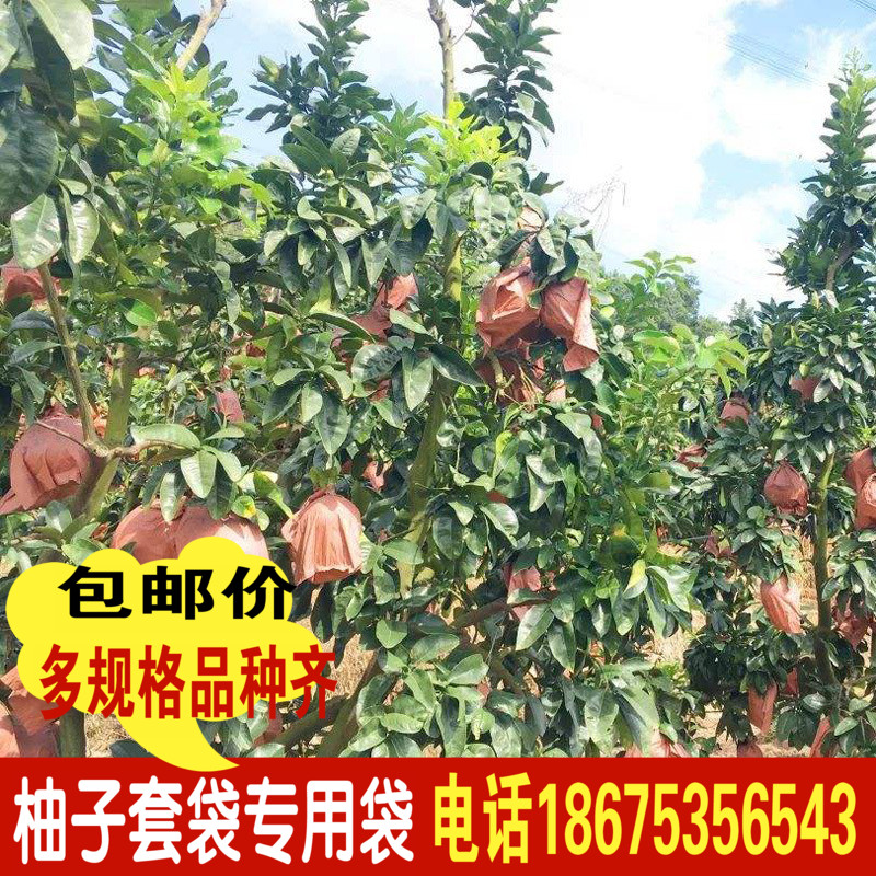 包邮沙田柚红心柚蜜柚套袋专用袋三红柚子水果袋套袋防鸟防虫纸袋在类目 鲜花速递/花卉仿真/绿植园艺, 园艺用品, 其它园艺用品中 - 来自Buy2taobao.com提供专业的淘宝代购服务