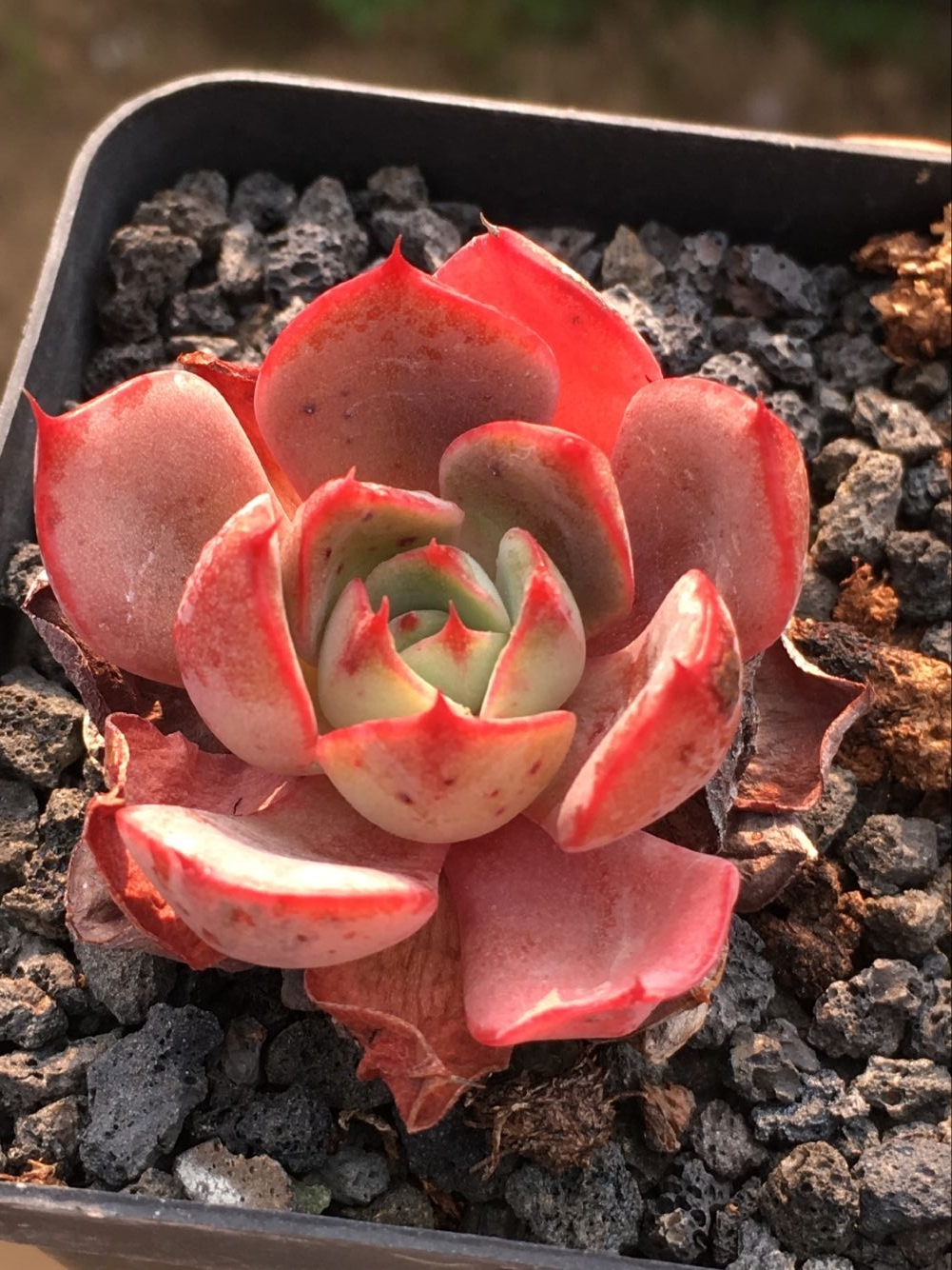 starry sky Garden Korean imports Succulent plants Unknown Real shot super beauty One thing a shotin the Flower delivery/Flowers simulation/Plants gardening , Flowers/Potted plants (New) , Succulents category - from Buy2taobao.com to provide professional Taobao agent buy service