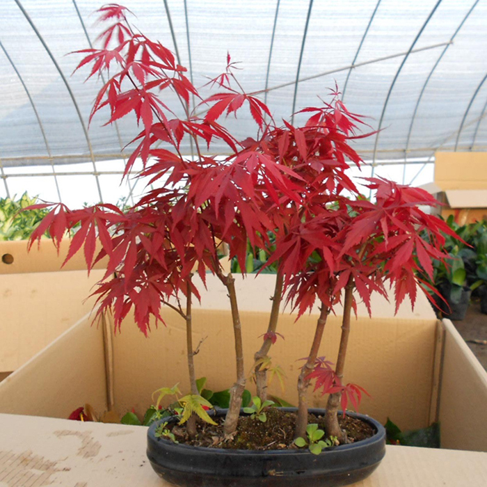 园林绿化苗庭院植物花卉红枫树盆栽红枫树苗日本红枫盆景苗红枫苗在类目 鲜花速递/花卉仿真/绿植园艺, 花园植物/行道树/果树, 行道树/乔木中 - 来自Buy2taobao.com提供专业的淘宝代购服务