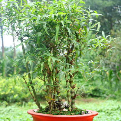 观赏龟甲竹竹子苗精品佛肚竹盆景罗汉竹盆栽庭院种植四季长青耐寒