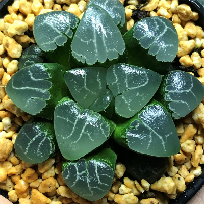 小Z十二卷属 丸叶月影寿 多肉植物组培万象玉扇冰灯玉露 一物一拍