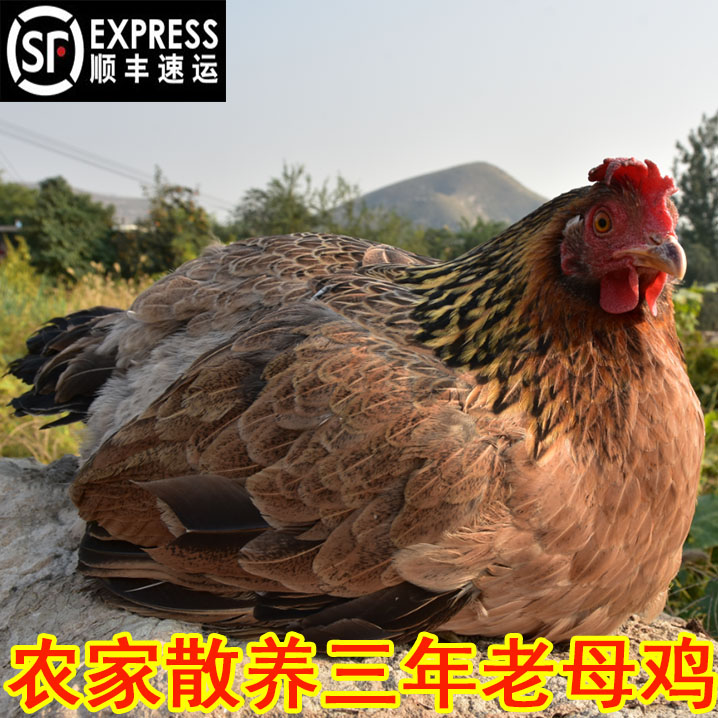農家散養3年老母雞農村土雞柴雞笨家養雞走地草雞月子雞 順豐包郵在類目 水產肉類/新鮮蔬果/熟食, 生肉/肉製品, 雞肉類, 整雞中 - 來自Buy2taobao.com提供專業的淘寶代購服務