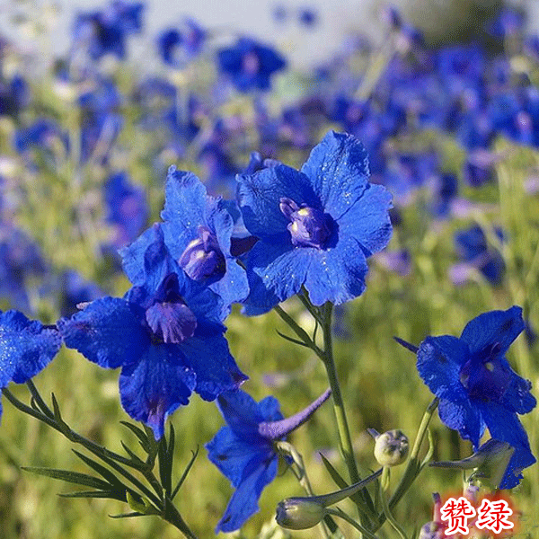 Swallow Flower seed Cold-resistant gardens green engineering seed courtyard Wildflowers combination Seed Four seasons bluein the Flower delivery/Flowers simulation/Plants gardening , Flowers/Fruits and vegetables/Lawn seed (New) , Home & Garden Seeds category - from Buy2taobao.com to provide professional Taobao agent buy service