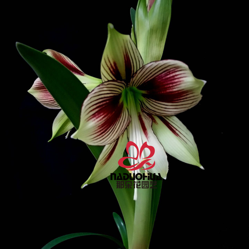 【現貨】那朵花園藝 荷蘭進口洋朱頂紅 鳳蝶/派比奧Papilio在類目 鮮花速遞/花卉仿真/綠植園藝, 花卉/蔬果/草坪種子(新), 種球中 - 來自Buy2taobao.com提供專業的淘寶代購服務