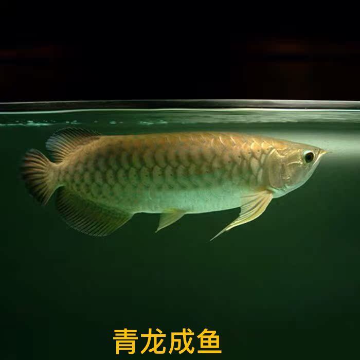Practiced hand Arowana living thing Australia Star dragon dragon fish Green Arowana Fry Singapore No. half Red Arowana Arowana Fishin the Pet/Pet food and supplies , Aqua World , Fish category - from Buy2taobao.com to provide professional Taobao agent buy service