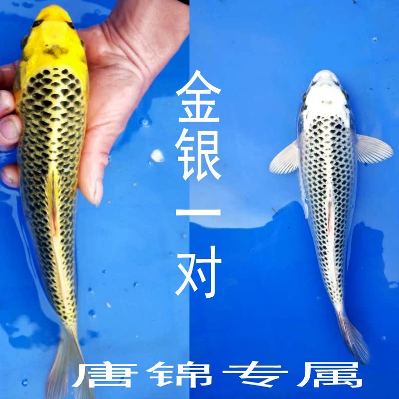 Watch Koi fish Thoroughbred Japan Jin Song Matsuba living thing Fengshui Cold water Freshwater fishin the Pet/Pet food and supplies , Aqua World , Fish category - from Buy2taobao.com to provide professional Taobao agent buy service
