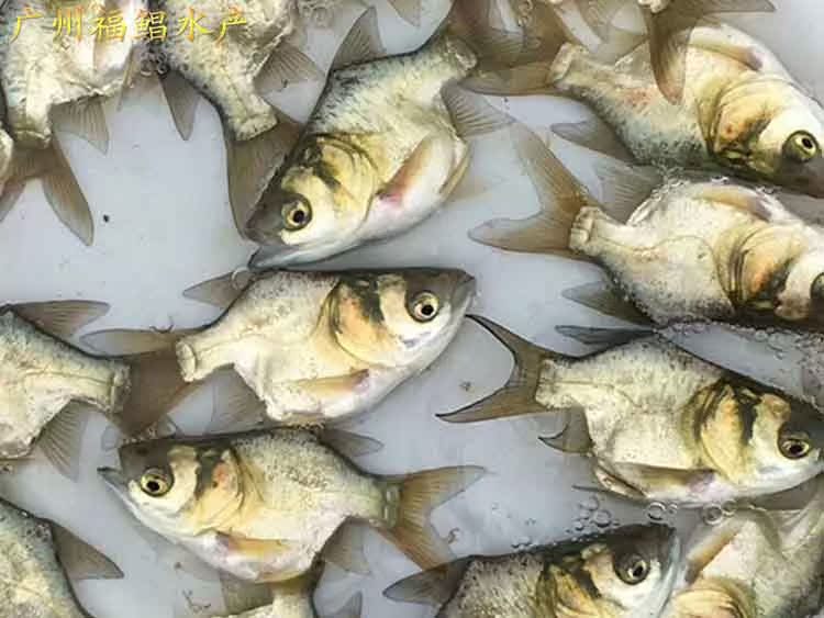 freshwater Shifty Big head Fry Shifty Bighead Fry Variegated carp seedlings Bighead seedling Filter feeding Black carp fryin the Pet/Pet food and supplies , Aqua World , Fish category - from Buy2taobao.com to provide professional Taobao agent buy service