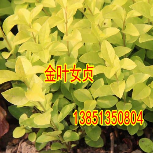 绿化彩色苗木庭院小区苗木金叶女贞树苗 树苗四季常青植物绿化苗在类目 鲜花速递/花卉仿真/绿植园艺, 花园植物/行道树/果树, 观叶 /花灌木中 - 来自Buy2taobao.com提供专业的淘宝代购服务