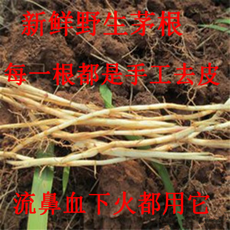 新鮮野生白茅根毛根毛草根茅草根真空包裝500克茅根竹蔗水涼茶在類目 傳統滋補營養品, 其他傳統滋補品, 傳統滋補品其他中 - 來自Buy2taobao.com提供專業的淘寶代購服務