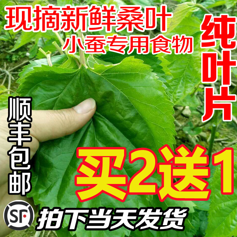 fresh Mulberry Silkworm Food Special tender Farm Mulberry fresh 2 pounds Meat Mulberry saplings Potted plantin the Pet/Pet food and supplies , Reptile/Insects and supplies Ming , Silkworm category - from Buy2taobao.com to provide professional Taobao agent buy service