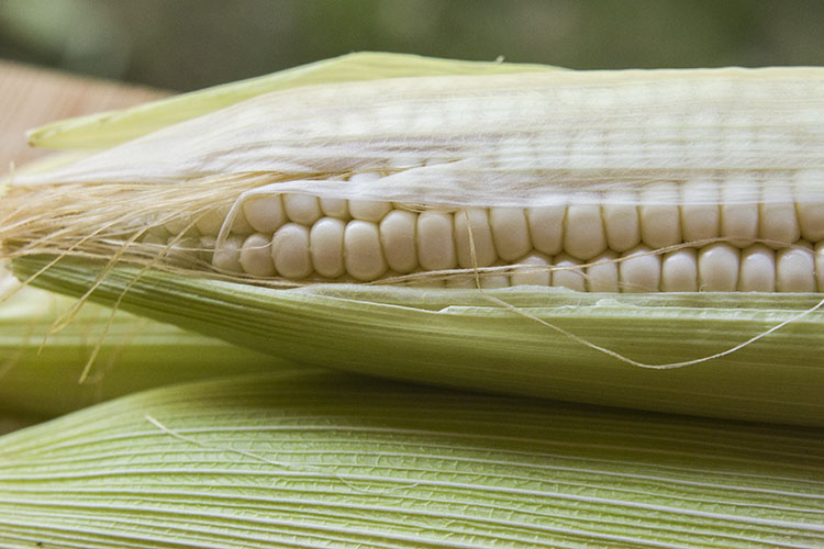 农家自留种白玉米种子糯玉米老品种非转基因玉