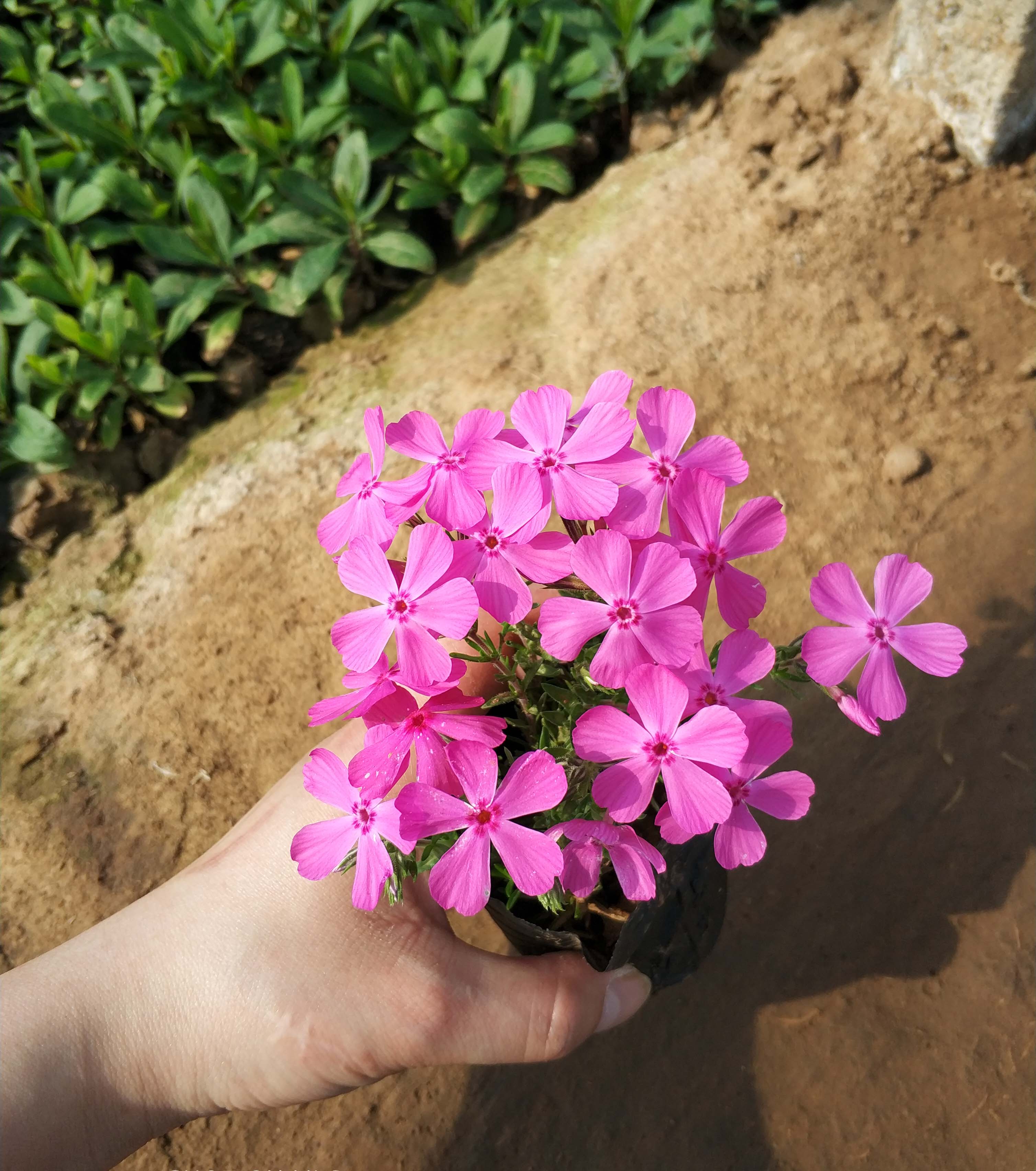 叢生福祿考 福祿考小苗 芝櫻花苗 多年生 盆栽 春季 100棵 花海在類目 鮮花速遞/花卉仿真/綠植園藝, 花卉/綠植盆栽(新), 花卉中 - 來自Buy2taobao.com提供專業的淘寶代購服務