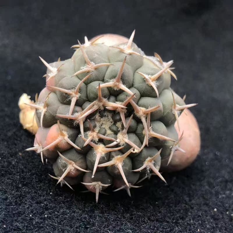 三本刺變異石化體 實生仙人球壹物壹拍 歐蕾的花園在類目 鮮花速遞/花卉仿真/綠植園藝, 花卉/綠植盆栽(新), 多肉植物中 - 來自Buy2taobao.com提供專業的淘寶代購服務