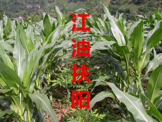 四川江油生芋片附芋片炮芋片子根无硫磺无胆巴精选250g 生品晒干在类目 传统滋补营养品, 药食同源食品, 其他药食同源食品中 - 来自Buy2taobao.com提供专业的淘宝代购服务