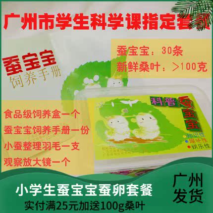 广东广州小学生科普蚕宝宝套装桑叶新鲜养蚕幼虫工具白色蚕卵|msdalam kategori haiwan peliharaan/makanan haiwan dan bekalan, Reptilia/Serangga dan bekalan Ming, Silkworm - dari Buy2taobao.com untuk memberikan perkhidmatan ejen Taobao profesional membeli