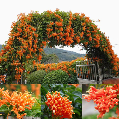 攀爬植物鞭炮花苗 油麻藤 炮仗花苗 攀援花卉红爆竹花围墙花