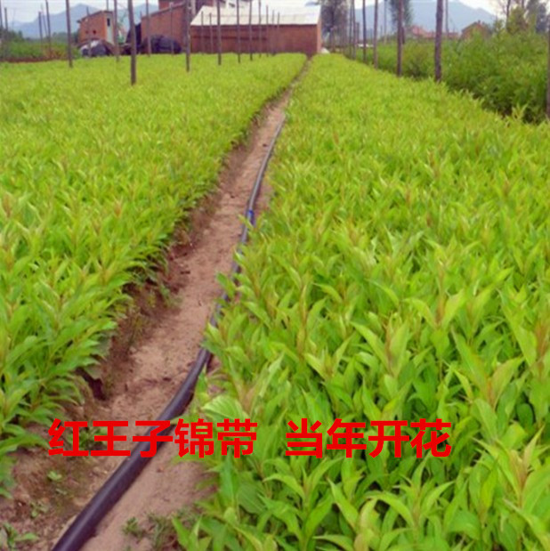 庭院居家花卉绿植 盆栽花卉红王子锦带花苗绿化苗木工程用苗耐寒在类目 鲜花速递/花卉仿真/绿植园艺, 花园植物/行道树/果树, 行道树/乔木中 - 来自Buy2taobao.com提供专业的淘宝代购服务