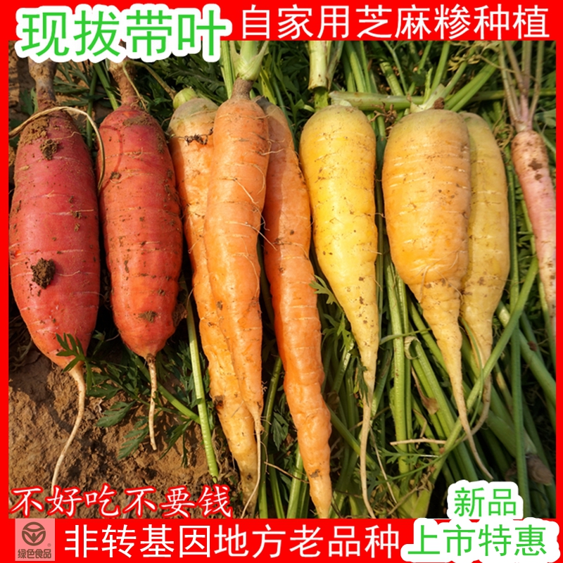 胡萝卜农家现挖老品种带土胡萝卜非转新鲜蔬菜5斤包邮宝宝辅食在类目 水产肉类/新鲜蔬果/熟食, 新鲜蔬菜/蔬菜制品, 新鲜蔬菜, 其它中 - 来自Buy2taobao.com提供专业的淘宝代购服务