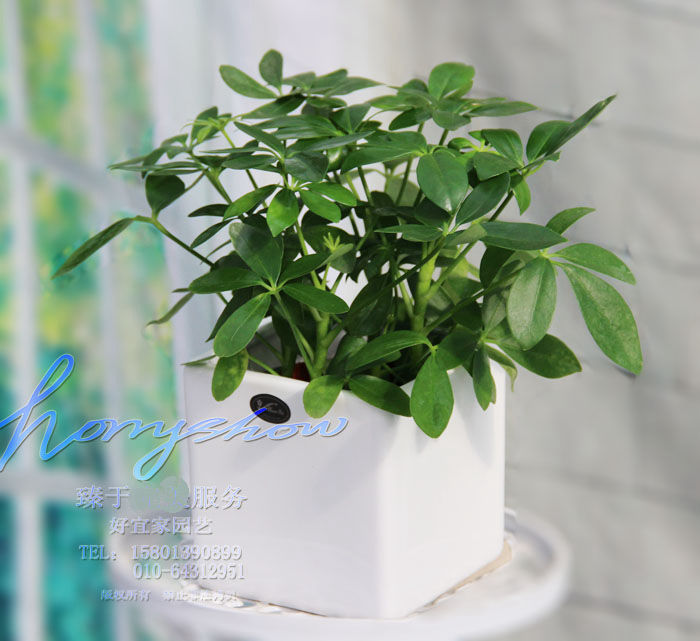 Wood duck feet Hayata Drought Cold-resistant Lucky Botany Potted plant flowers and plants Green plant Secondhand smoke Anti-fog and haze deskin the Flower delivery/Flowers simulation/Plants gardening , Flowers/Potted plants (New) , Plants category - from Buy2taobao.com to provide professional Taobao agent buy service
