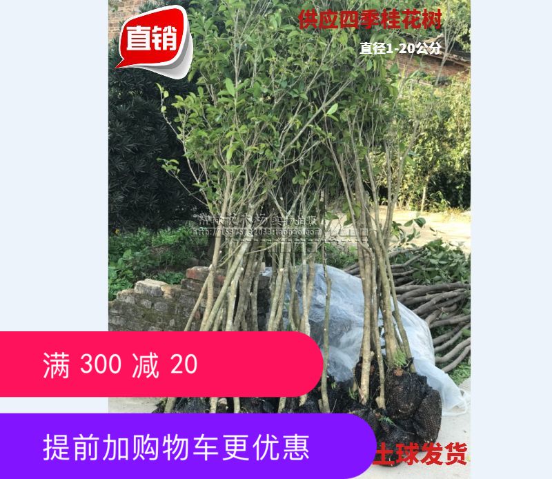 基地直销 永春大桂花树四季开花树苗浓香型 常绿花卉 庭院树 包邮|msdalam kategori penghantaran bunga/bunga simulasi/tumbuhan berkebun, bunga/Tumbuh-tumbuhan tumbuh-tumbuhan pasu (baru), bunga - dari Buy2taobao.com untuk memberikan perkhidmatan ejen Taobao profesional membeli