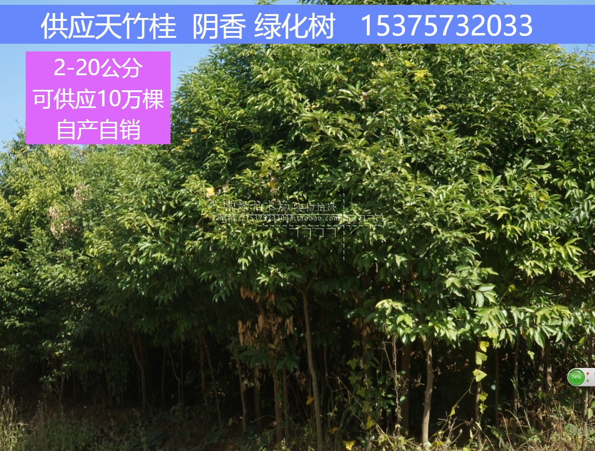 正宗阴香天竺桂庭院绿化植物 乔木花卉行道树 常绿 遮阳大树 包邮|msdalam kategori penghantaran bunga/bunga simulasi/tumbuhan berkebun, 花园植物/行道树/果树, 行道树/乔木 - dari Buy2taobao.com untuk memberikan perkhidmatan ejen Taobao profesional membeli