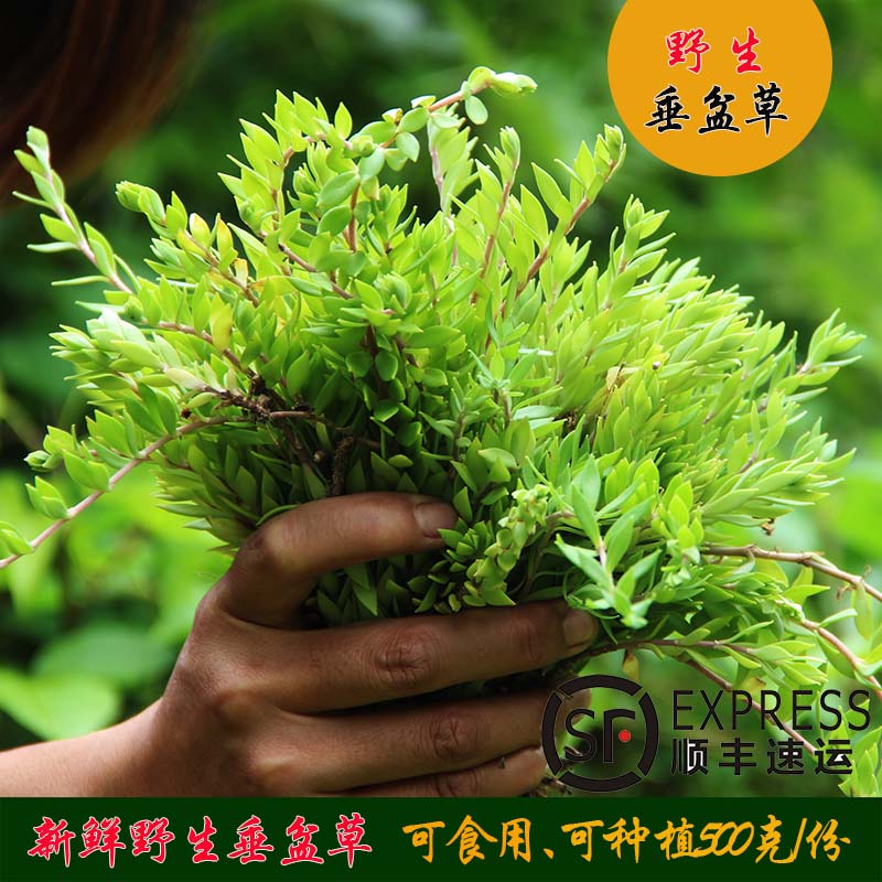 秦岭野生新鲜垂盆草茶可食用现挖垂盆草嫩苗顺丰山野菜500g包邮在类目 传统滋补营养品, 药食同源食品, 其他药食同源食品中 - 来自Buy2taobao.com提供专业的淘宝代购服务